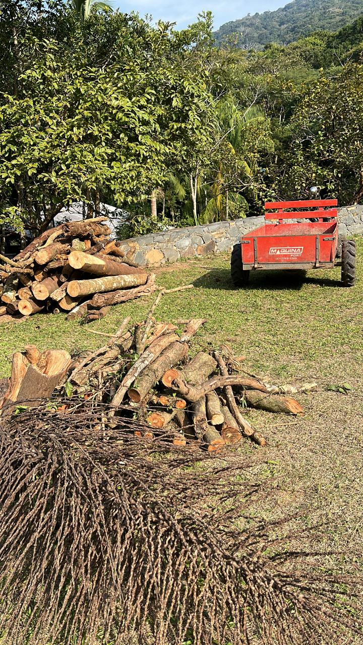 Lenha para a fogueira de Sto Antônio