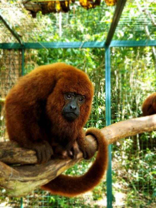 Parceria entre a Ecovila São José e o Instituto Fauna Brasil